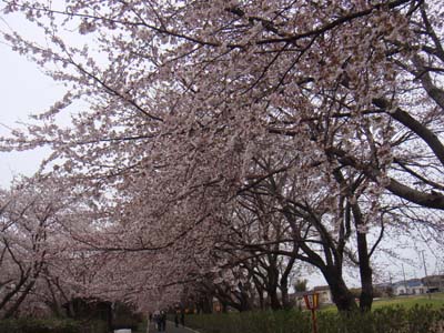 加治川治水記念公園１.jpg